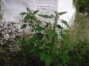 Edible Goosefoot (aka Lambsquarters) plant in Momo yard, hmm, i wonder if anything has pissed on this corner?